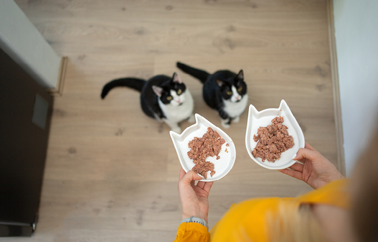 Owner holds two cat shaped bowls with wet cat food in. Two black and white cats sit patiently waiting for their food.