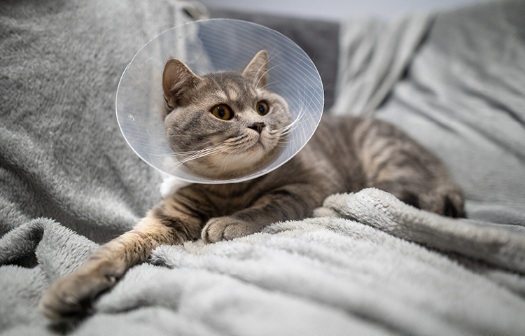 Grey cat rests on a fluffy grey blanket with a cone around her neck following a spay