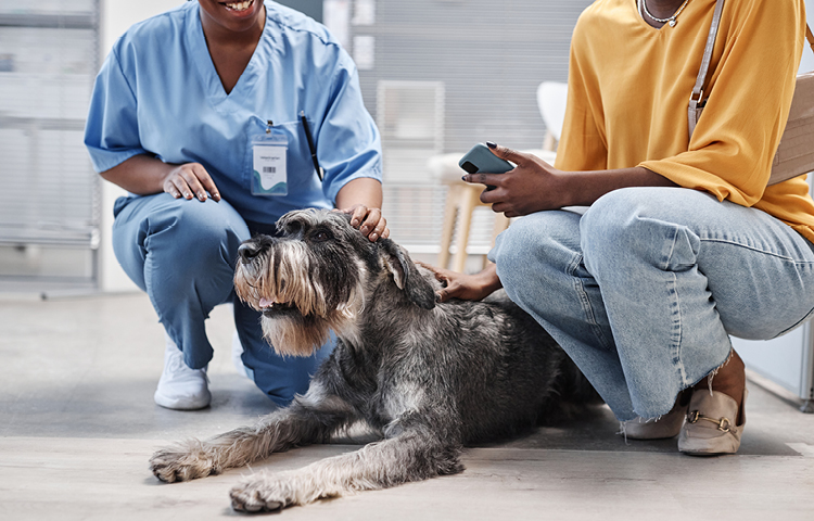 Vet and owner kneel beside spayed dog at the vets