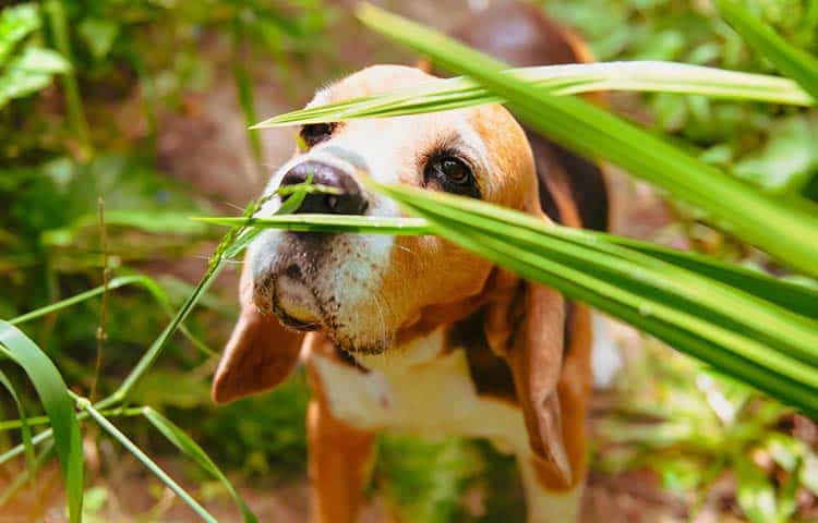 A beagle dog sniffs at toxic plants in a garden