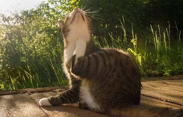 Cat sits outdoors in the sunshine scratching a tick bite on neck