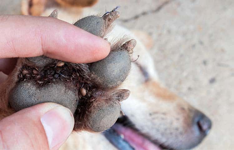 Close up of a dogs paw which shoes several ticks between the pads of his feet