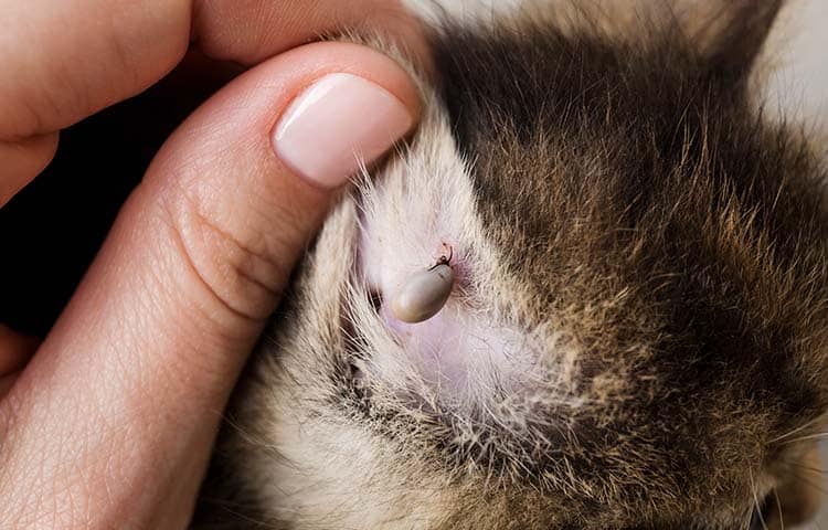 Close up of a tick embedded in a cat's ear