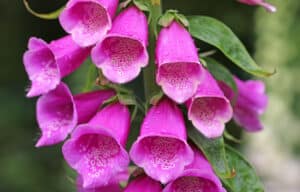 Close-up of foxglove pet toxic plant