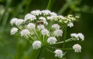 Close-up of hemlock toxic plant to pets