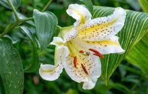 Close-up of lily plant - toxic plants pets