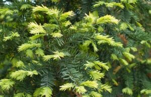 Close up of pet toxic plant taxus baccata