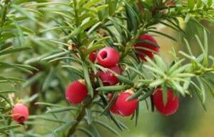 Taxus baccata with red cones toxic plant pets