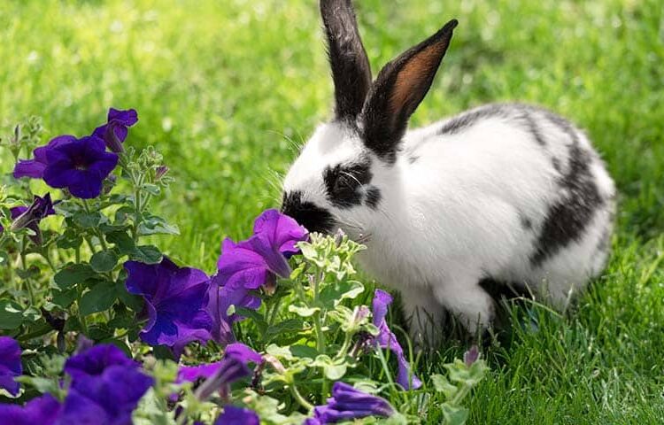 White black rabbit sniffs toxic plant garden