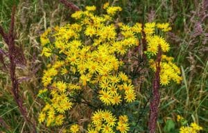 Yellow flowered ragwort plant growing in the wild toxic