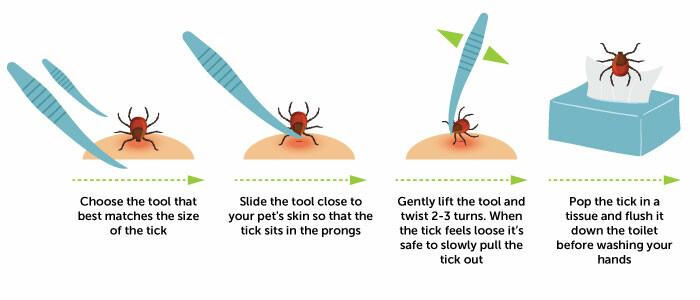 A step-by-step guide to removing a tick with a tick tool remover