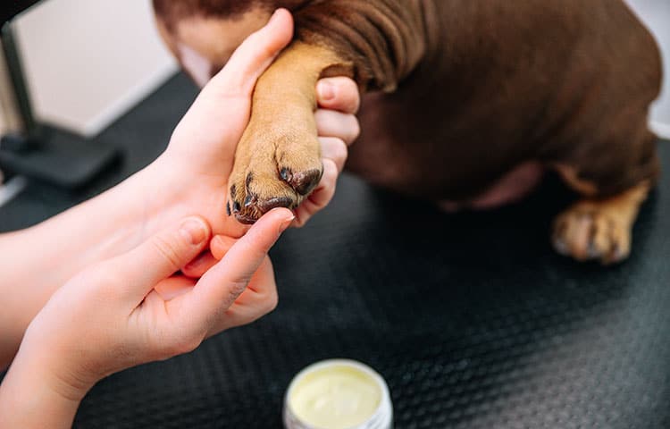 A professional groomer at a pet salon carefully applies nourishing cream to a dog's paws.