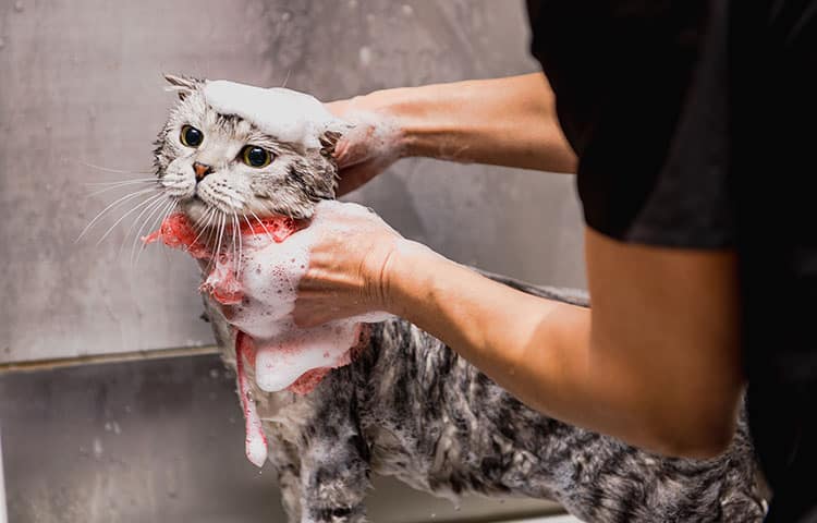 A professional pet groomer expertly bathes a cat at the grooming salon.