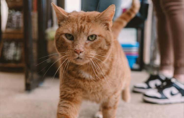 Orange cat walking