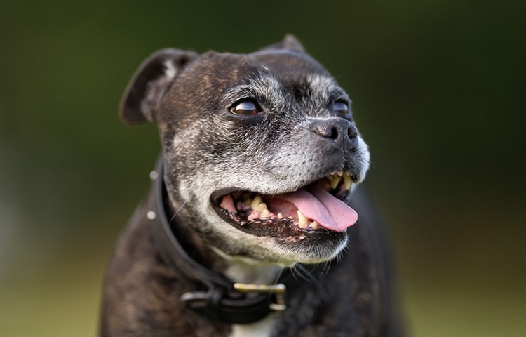 Senior Staffordshire Bull Terrier with a black collar, mouth open and tongue out, looking happy.