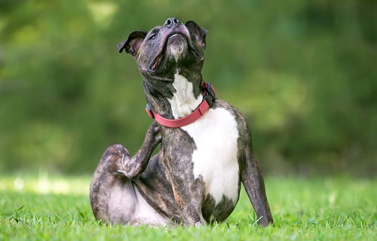 Staffordshire Bull Terrier with a red collar scratching its neck while sitting outdoors.