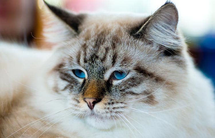 ragamuffin