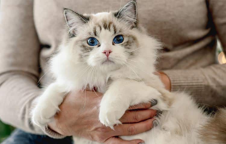 Ragdoll cat