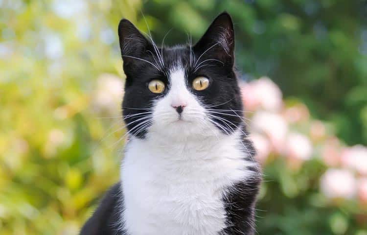 European shorthair
