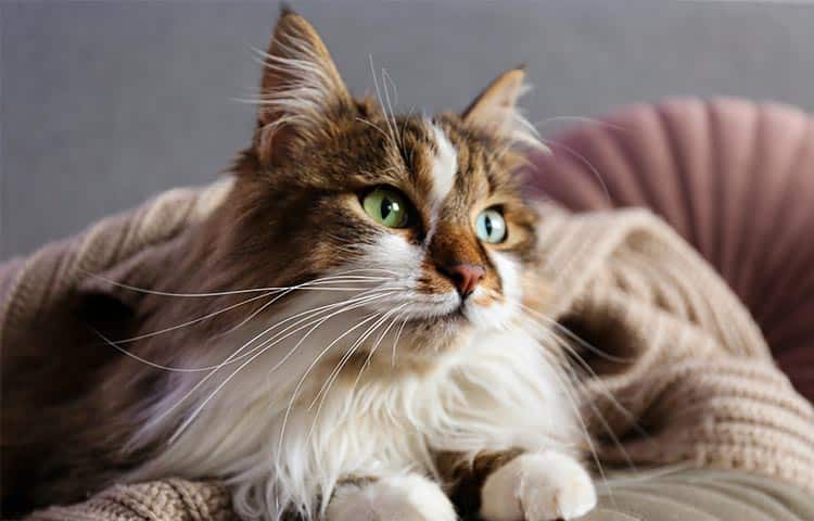 Siberian