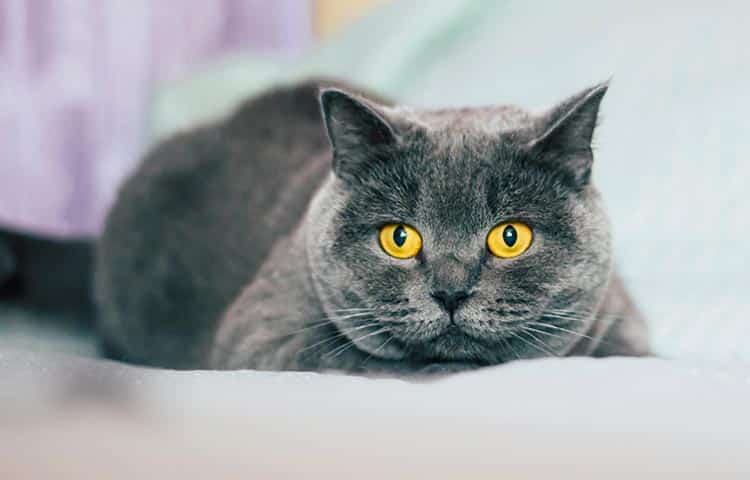 British shorthair