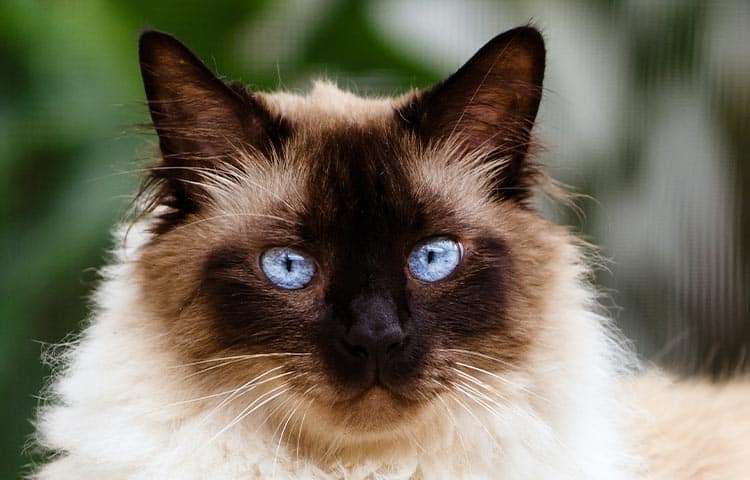 himalayan cat