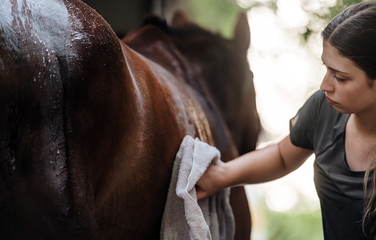 Close up of a young woman carefully dries her sweating a horse with a towel. Excessive sweating is a sign of stress in horses.