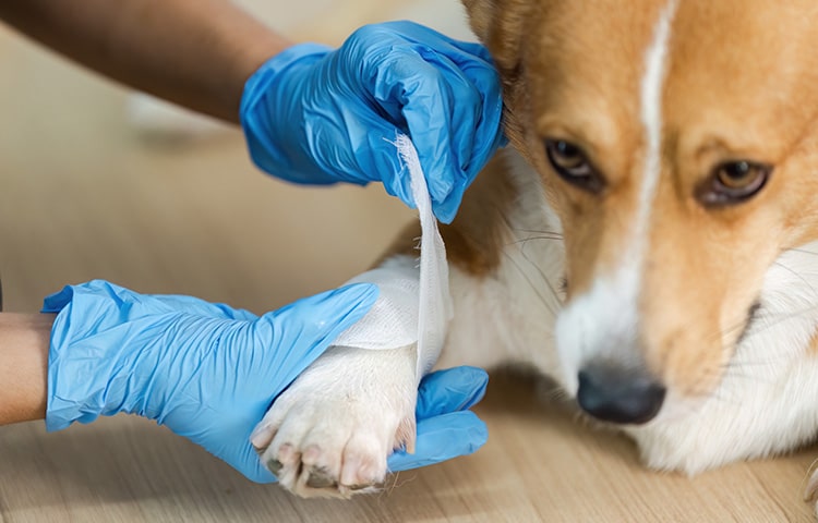 veterinary-treatment-vet-bandaging-corgi-dog-paw-in-clinic