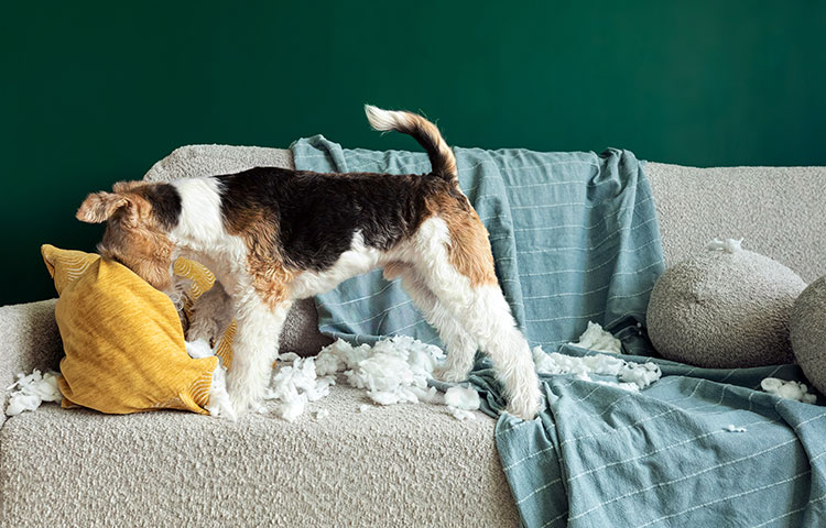 A wire fox terrier sits proudly on a sofa, having just torn a pillow to shreds. The triumphant dog is encircled by a cloud of white stuffing from the destroyed cushion. A sign of stress in dogs.