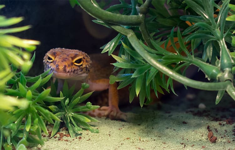Orange common leopard gecko hiding in green plants in a terrarium. A safe space is a simple way of reducing pet stress.