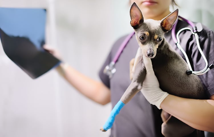 Female veterinarian holds a dog terrier in one hand while looking at x-ray during the examination in veterinary clinic.