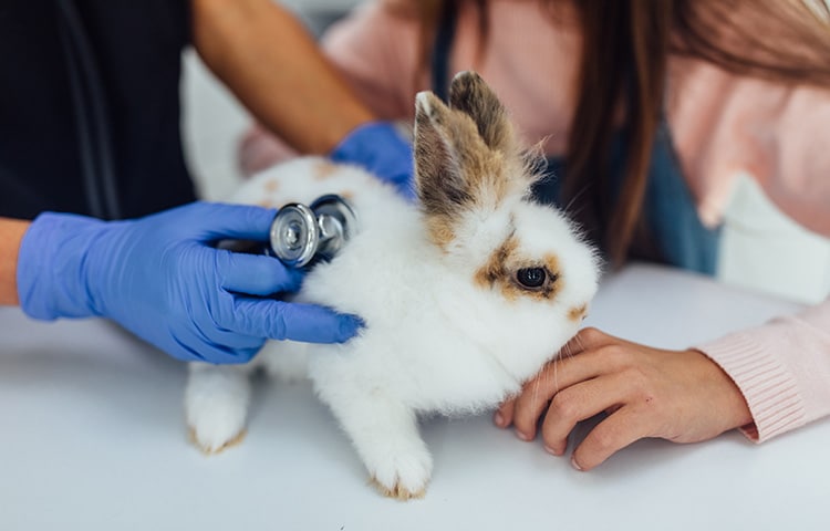 Woman veterinarian is checking health of white rabbit in her office, close up photo. 