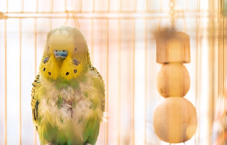 Close up of a green and yellow pet budgie in cage. Feathers are missing from its chest due to over-plucking, a sign of stress in birds.
