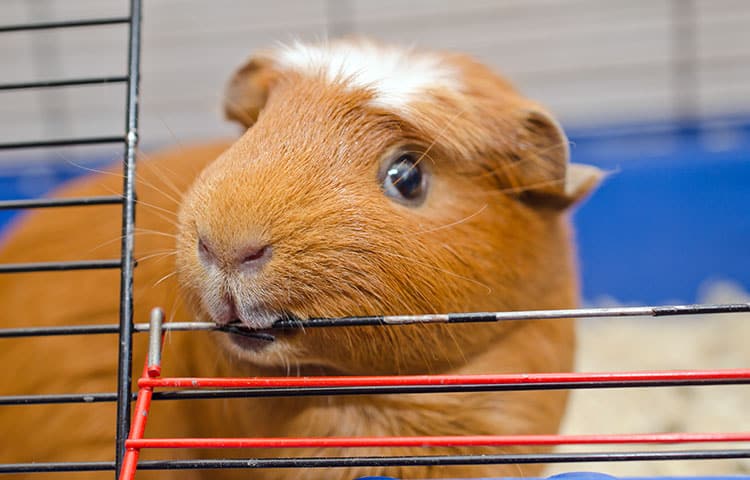 Close up of a ginger and white guinea pig chewing on the bars of its cage. Gnawing at cage bars can be a sign of stress in guinea pigs and rabbits.