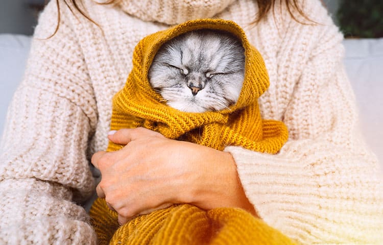 Woman in cozy sweater holding cute cat in plaid. Cat resting and warming under a soft blanket in cold autumn or winter weather.