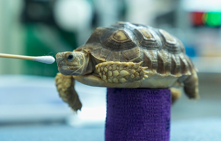 african-spurred-tortoise-in-the-veterinary-examination-room