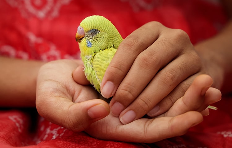 pet-bird-yellow-budgie-love-bird-in-girls-hand