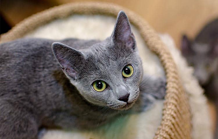 A grey cat with bright green eyes lying in a soft bed.