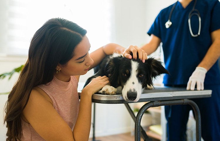 Sad dog owner comforts her sick Border Collie dog at the vet.