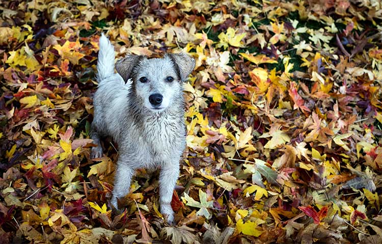 White muddy dog standing in autumn leaves