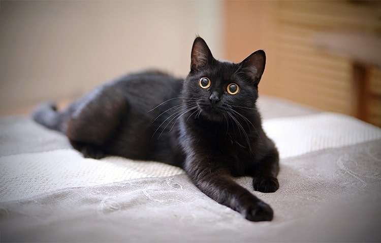 A sleek black cat lying on a bed, looking alert with bright yellow eyes.