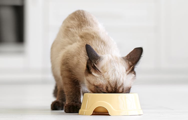 A young Siamese cat buries its face in a pale yellow food bowl as it eats.