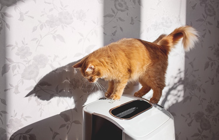 Curious ginger cat stands on top of an air purifier, which is removing dust from home. 
