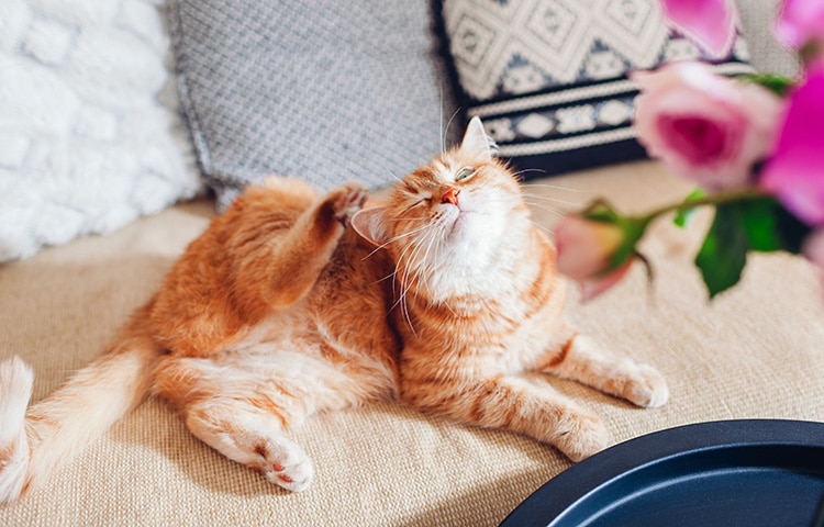 Ginger cat with allergies scratches its ear while laying on a on sofa. 