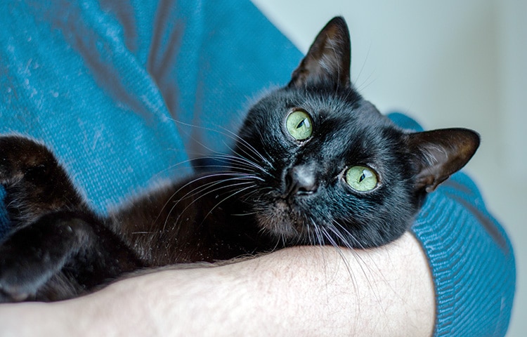 Black cat with green eyes being gently held in a person’s arms, looking calm and content. 
