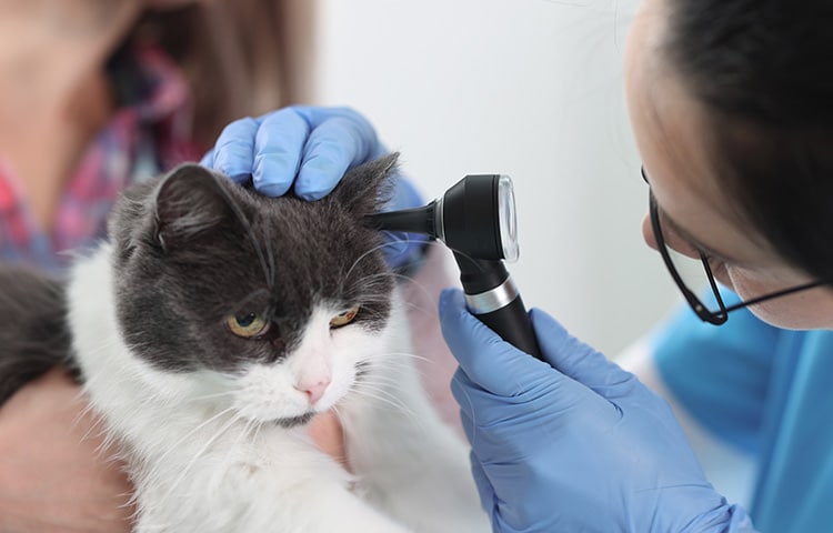 Woman veterinarian looks in a cats ear with otoscope.