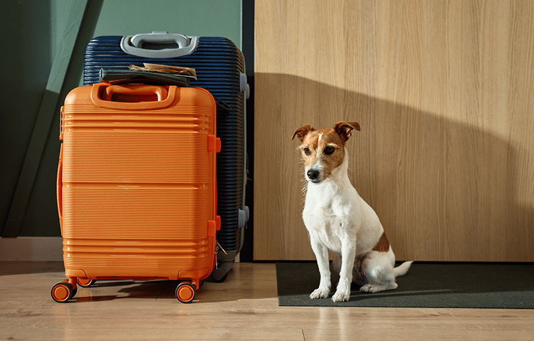 Jack Russell dog sits by the door next to two packed suitcases waiting for the pet sitter to arrive.
