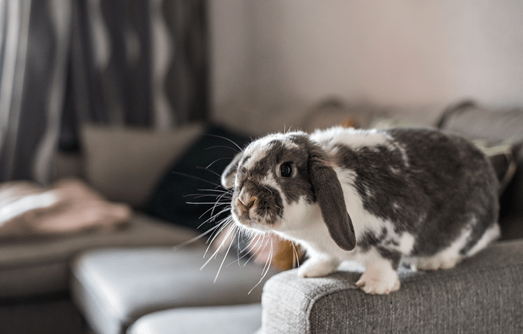 White and grey lop eared house rabbits sits on the arm of a grey sofa in the living room.