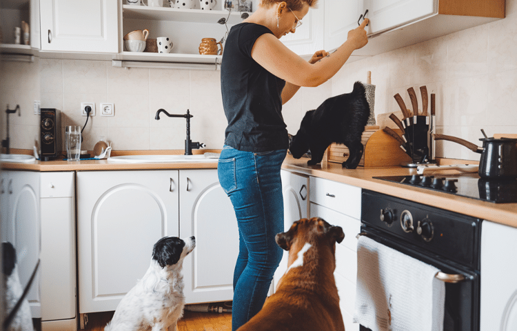 A woman in a black shirt and blue jeans stands in the kitchen reading for pet food while being watched by a pet cat and two dogs.