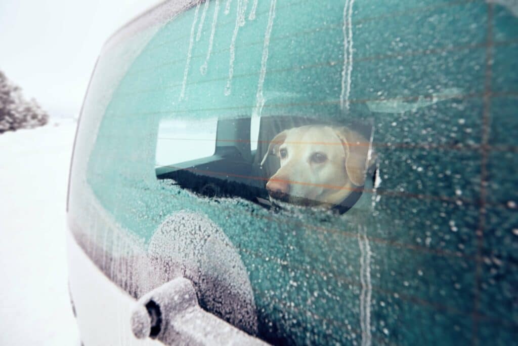 A dog looking out of a frozen car boot window 